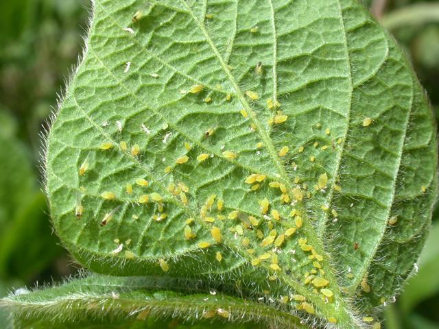 In southern Minnesota, soybean aphids began colonizing fields this week, though populations were still below threshold for treatment. (Purdue Extension photo by John Obermeyer)