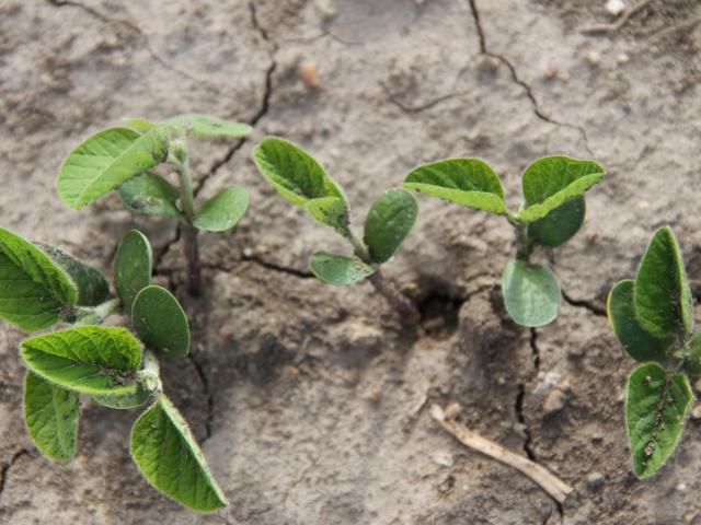 Agronomists increasingly believe early soybean planting is a profitable practice worth the risk, as long as you consider these seven factors before diving in. (DTN file photo by Pamela Smith) 