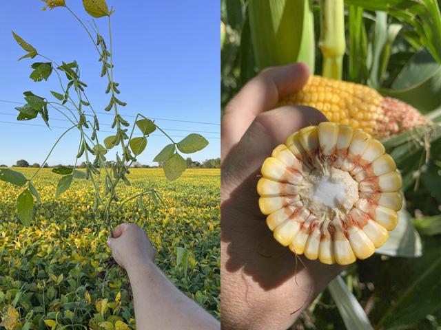 Ohio farmer Luke Garrabrant&#039;s earliest planted soybeans (left) are still getting spotty showers to help fill pods, while Colorado grower Marc Arnusch&#039;s corn silage (right) is showing more tip back than he&#039;s accustomed to seeing. (Photos courtesy of Luke Garrabrant and Marc Arnusch)