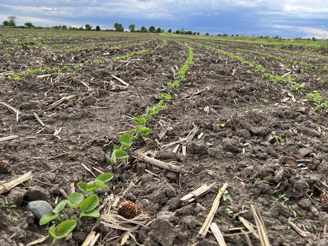 Getting an early jump on bean planting takes some management, thought and preparation. Here are five things to consider as you look forward to soybean planting season. (DTN photo by Pamela Smith)