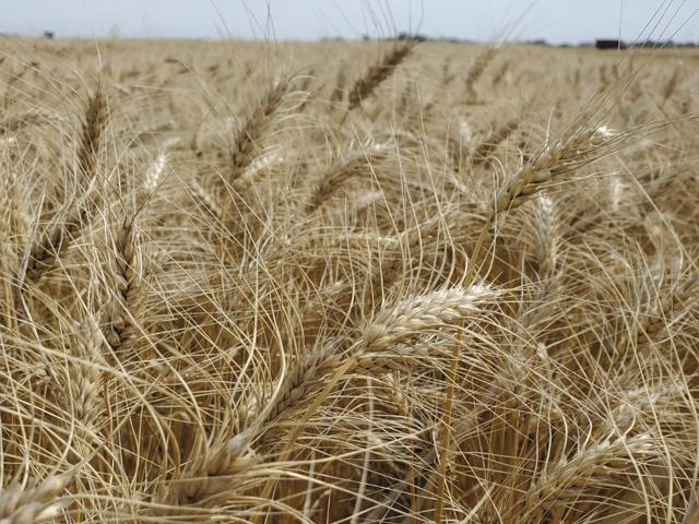 This field of spring wheat in northwestern Minnesota was planted a month late and made it all the way to the finish line, turning in high yields and excellent quality. (Photo courtesy Tim Dufault, Crookston, Minnesota) 