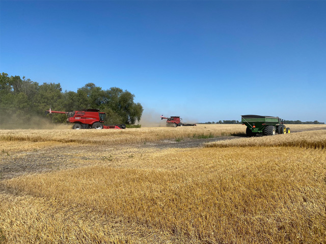 Spring wheat harvest in East Grand Forks, Minnesota, produced a much-improved quality in 2020 than 2019, but variable yields. (Photo by Matthew Krueger)
