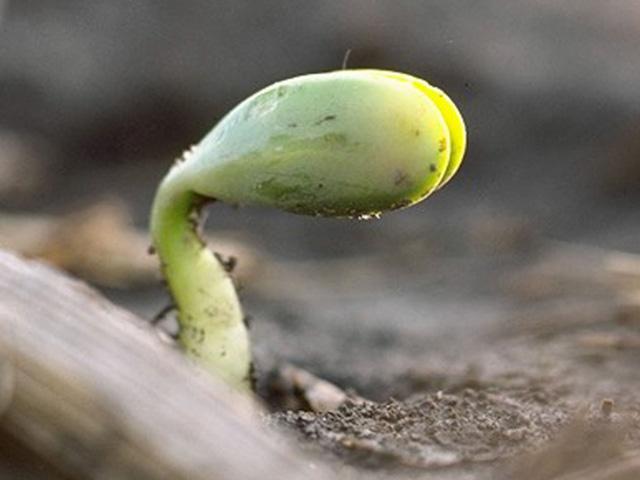Newly emerged soybean seedlings are at their most vulnerable for freeze damage when they are still bent over in the shape of a shepherd&#039;s crook. (DTN file photo)