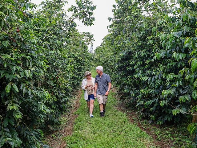Joanie and Steve Wynn walk alongside their coffee trees grown in the famed Kona Coffee Belt in Kailua-Kona, Hawaii. (Photo courtesy of the Wynns)