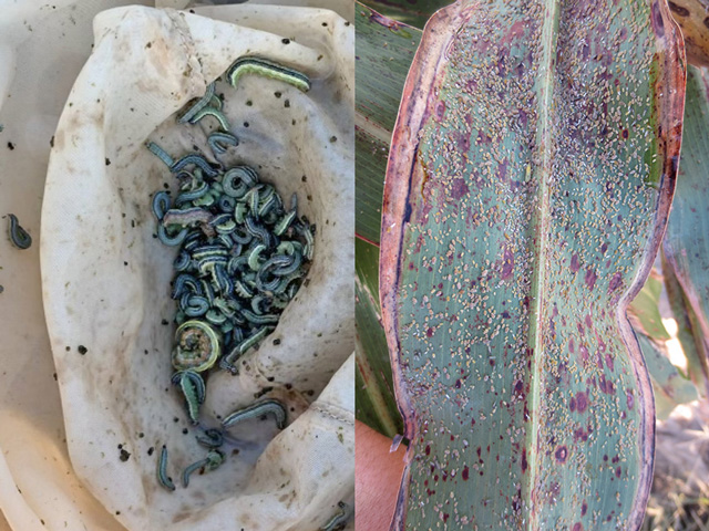 Fall armyworm infestations in soybeans and fall forages, as well as sugarcane aphids in sorghum, are late-season pests worth scouting for this season. (Photos courtesy of Gus Lorenz, University of Arkansas and Raul Villanueva, Texas A&amp;M)