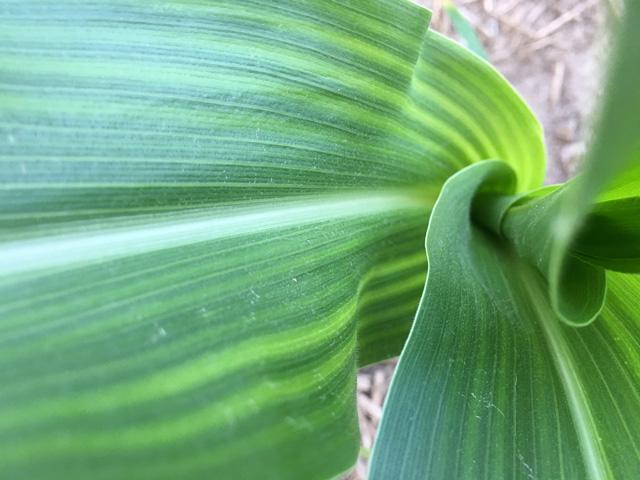 Striped corn leaves can be a sign of sulfur deficiency, which has become more common as sulfur dioxide pollution in our air has decreased. Here are four other ways your corn plant might get the sulfur it needs. (DTN photo by Pamela Smith)