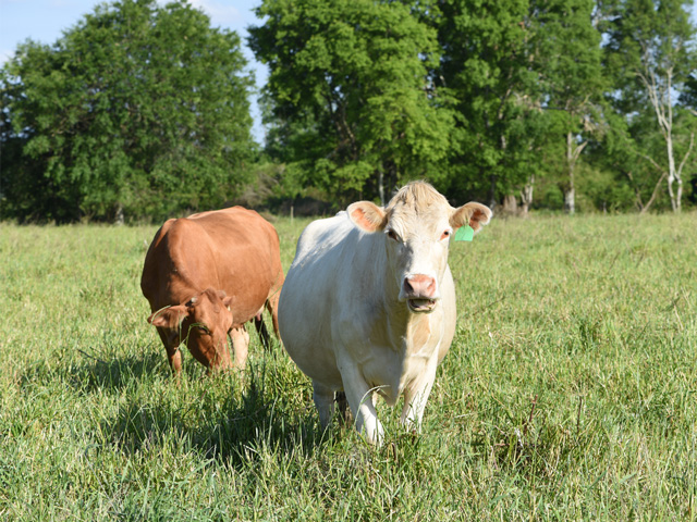 Start planning out the 2021 grazing season now to make maximum use of stockpiling and standing hay.(DTN/Progressive Farmer photo by Becky Mills)
