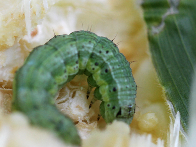 Some farmers are taking advantage of a virus-based bioinsecticide that helps control Helicoverpa zea -- that multi-crop-eating pest known as corn earworm, cotton bollworm, soybean podworm and sorghum headworm. (DTN File Photo by Pamela Smith)