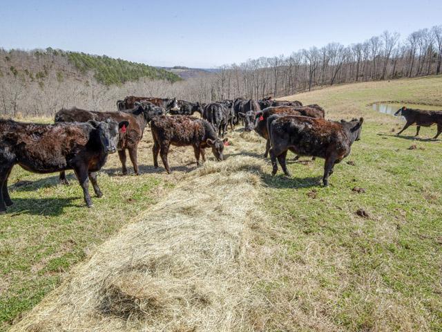 Eye problems in cattle can be caused by a lot of different things, even seed in hay or grass. (DTN/Progressive Farmer file photo by Benjamin Krain)