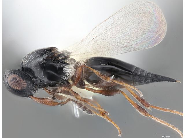 A newly discovered species of parasitic wasp may help provide biological control against a soybean pest whose range has been expanding in the Midwest. (Photo by Elijah Talamas, Florida Department of Agriculture and Consumer Services)