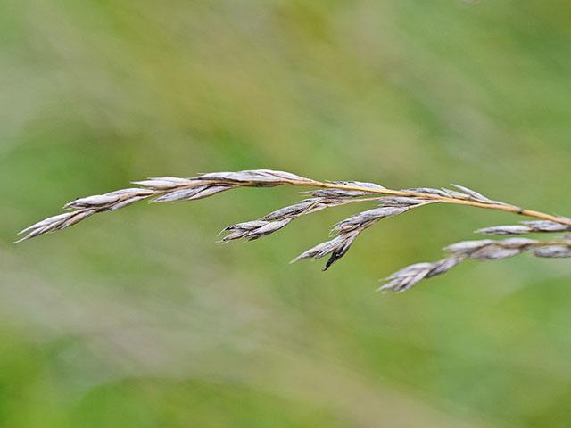 As tall fescue starts to go to seed in many parts of the country, try one of these approaches to keep the forage vegetative longer. (Photo courtesy of Dow AgroSciences)