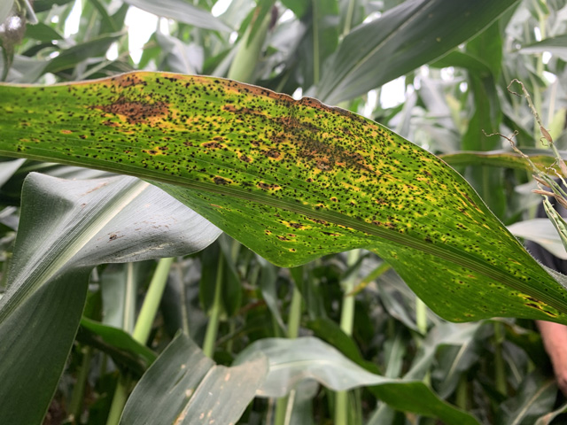 The tell-tale black specks of tar spot of corn were a common sight in the Corn Belt this year. Here are five things to keep in mind if you battled this disease this summer. (Photo courtesy Jim Donnelly) 