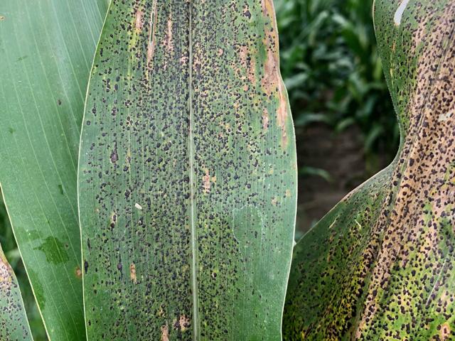 Tar spot has arrived early in the Corn Belt, and university plant pathologists urge farmers to scout cornfields now. (Photo courtesy of Damon Smith, University of Wisconsin)