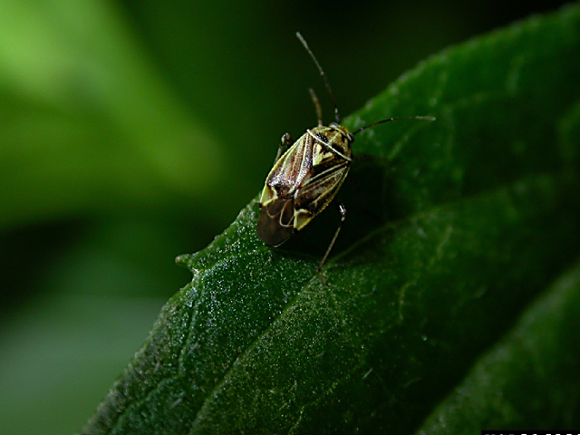 Tarnished plant bugs are a major pest of cotton, but a new Bt trait targeting them is nearing commercialization in the U.S. (Photo courtesy Lisa Ames, University of Georgia, Bugwood.org)