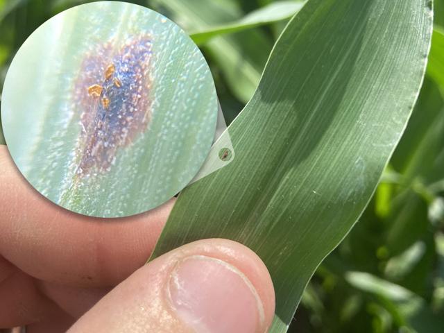 The first tar spot of the 2023 season has been found in cornfields in six central Iowa counties and one in Missouri. A magnified view of a stroma displays the disease&#039;s telltale black spots. (Photos courtesy of Matthew Vandehaar)