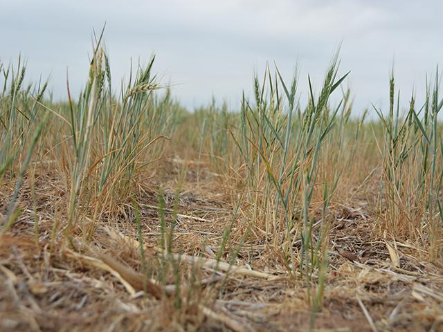 A drought-stricken stand of wheat in Texas in 2022. An Environmental Working Group (EWG) report released Wednesday shows drought is the biggest risk for crop insurance payments, and Texas is the largest state for indemnities over the past two decades. (DTN file photo)  