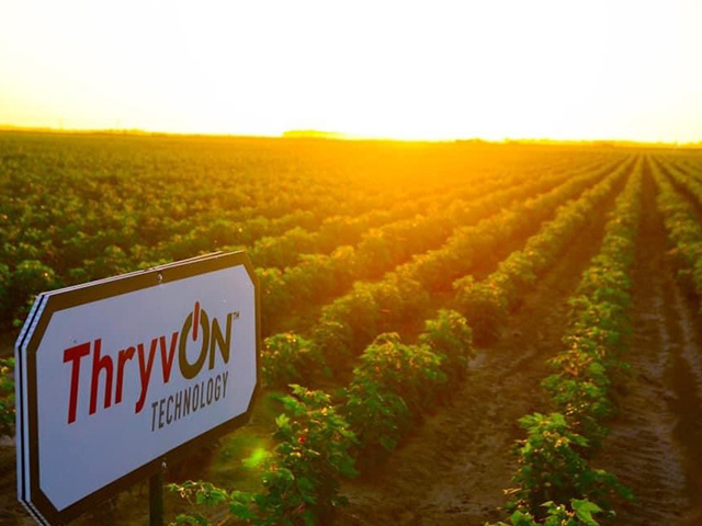 USDA has deregulated Bayer&#039;s new Bt cotton trait, branded ThryvOn, which is the industry&#039;s first Bt trait to target plant bugs and thrips. (Photo courtesy Bayer) 