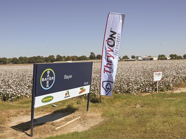 Bayer will transition from on-farm testing of ThryvOn cotton to a stewarded, targeted launch of the biotech trait in 2023. ThryvOn provides protection from yield-robbing tarnished plant bugs and thrips species. (DTN photo by Matthew Wilde)