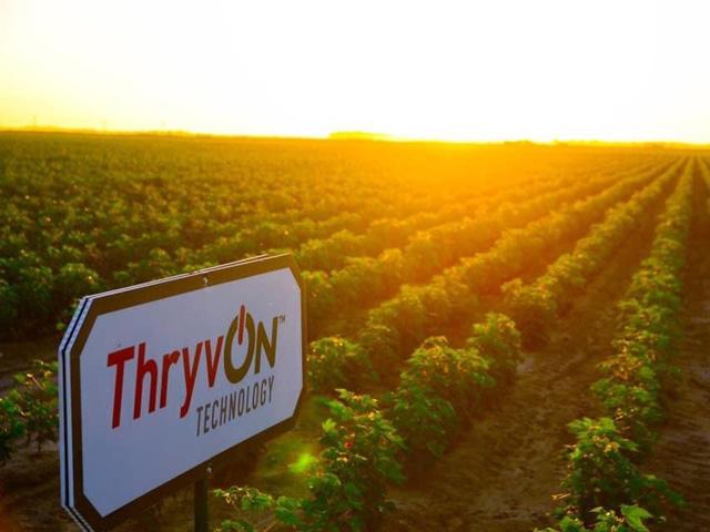 Bayer&#039;s ThryvOn cotton, which contains a Bt trait that targets thrips and tarnished plant bugs, will be released in a limited stewarded launch this year as the company awaits full export approval. (Photo courtesy of Bayer Crop Science)