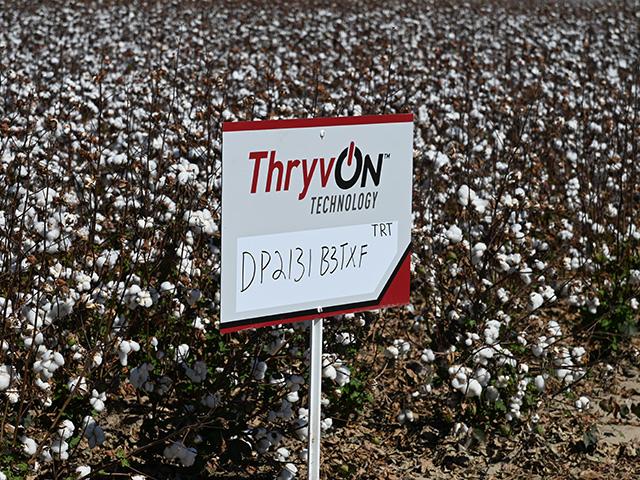 On Tuesday, Feb. 7, Bayer announced that its cotton trait technology, ThryvOn, will be commercially available for the 2023 growing season. (DTN file photo)