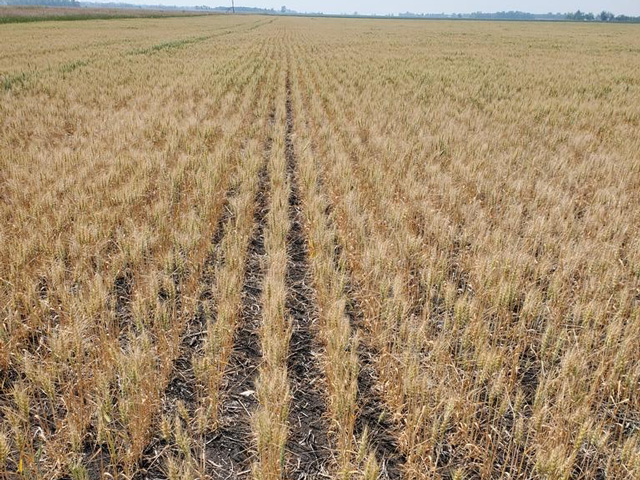 Pictured is one of Tim Dufault&#039;s spring wheat fields showing signs of drought stress in northwest Minnesota this July. Dufault said his overall yield ended up at 47 bushels per acre (bpa) versus a proven yield of 69 bpa. (Photo by Tim Dufault, Crookston, Minnesota)