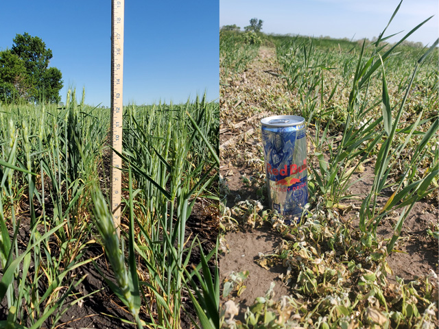 The photo on the left is in Polk County, Minnesota, which has seen very little rain since it was planted in the spring. The photo on the right is spring wheat that was planted late March/early April on 2020 sunflower ground in the worst of the drought area in western North Dakota. (Photo on the left by Tim Dufault Crookston, Minnesota; photo on the right by Paul Anderson Coleharbor, North Dakota)