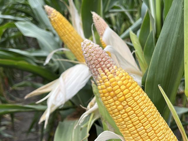 Tip back has become a common theme this growing season. How much it will mean to final yield depends on how the crop finishes. (DTN photo by Pamela Smith)