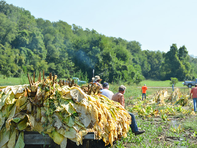 On a small acreage just off the Missouri River bluffs near Weston, Missouri, a couple of farmers and a small crew last weekend cut and hung a crop of Burley tobacco. Farmers around Platte County, Missouri, have been growing Burley tobacco for more than 150 years, but there are just a handful of acres being grown there now. (DTN photo by Chris Clayton) 