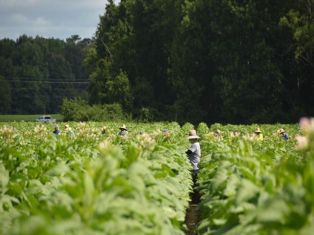 Workers snap the tops of tobacco plants near Wilson, N.C., last summer. The House Agriculture Committee is forming a group to come up with ways Congress can address the labor shortage in agriculture. (DTN file photo by Chris Clayton)
