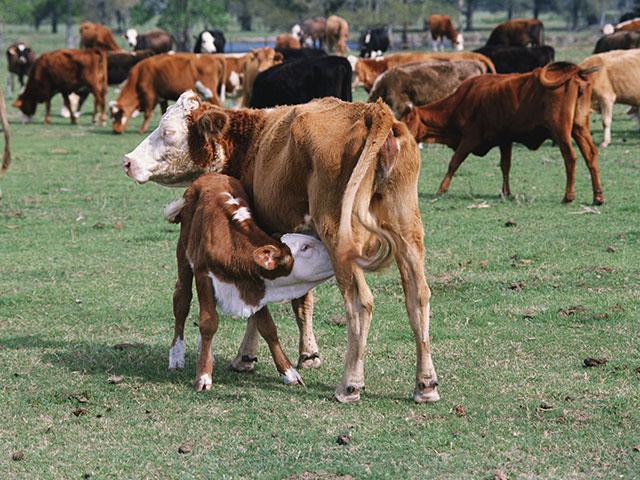 When cows lose too much body condition, it can hurt fertility rates and weaning weights. (DTN/Progressive Farmer file photo)