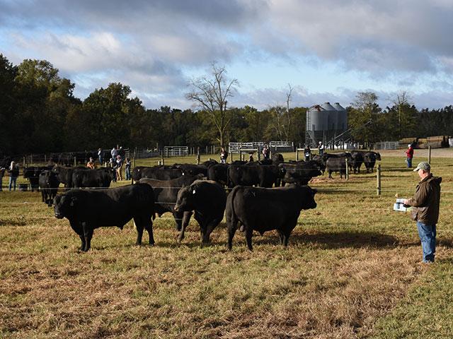 A new web-based bull selection program will be released to producers through the Beef Improvement Federation (BIF) website. (DTN/Progressive Farmer file photo by Becky Mills)