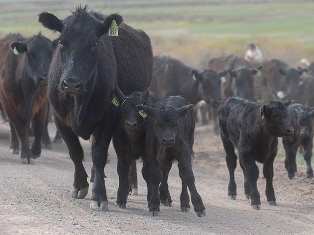 Producers in some regions are opting to market culls now before the winter reduces body conditions and grades. (DTN/Progressive Farmer file photo by Joel Reichenberger)
