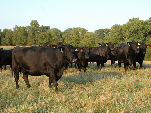 Antibiotics and vaccines offer some protection for cow herds in areas where anaplasmosis is a concern. (DTN/Progressive Farmer file photo by Becky Mills)