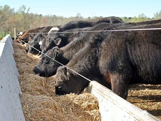 For the live cattle contracts to continue their upward surge, they're going to need follow-through support from the market's fundamentals. (DTN/Progressive Farmer photo by Boyd Kidwell)