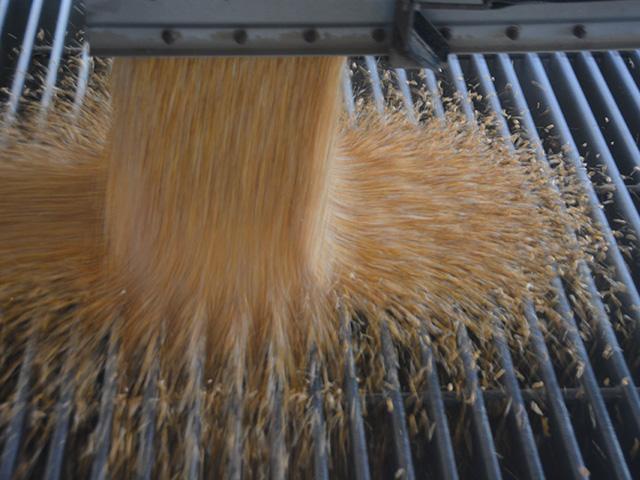 Corn spills through the grates at a Nebraska grain elevator. Corn saw a lot of activity with record reported export sales to China in July. Overall U.S. agricultural export numbers, though, are not as strong as expected. The U.S. has seen ag-trade deficits in recent months. (DTN file photo by Chris Clayton)