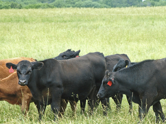 Ruminant nutrition is extremely complex, with any feed companies producing rations balanced for different production goals. (Progressive Farmer photo by Boyd Kidwell)