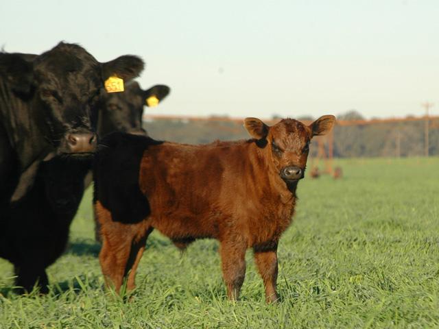 USDA released its Jan. 1 Cattle inventory report on Friday. (DTN/Progressive Farmer file photo)