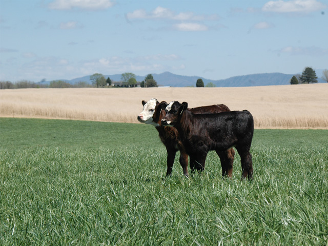 Chronic bloaters are a challenge to treat. (Progressive Farmer file photo by Becky Mills)