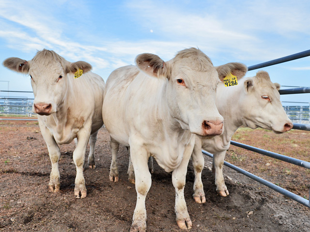 Light-colored cattle are more susceptible to photosensitization. (DTN&#092;Progressive Farmer photo by Victoria G. Myers)