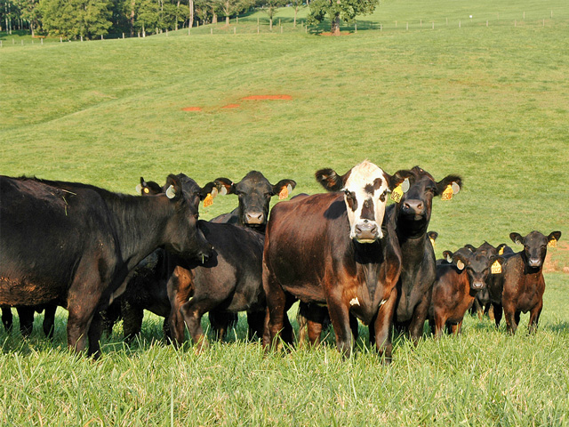 There are different types of prolapse in cattle, some call for culling females out of the herd. (DTN/Progressive Farmer photo by Becky Mills)