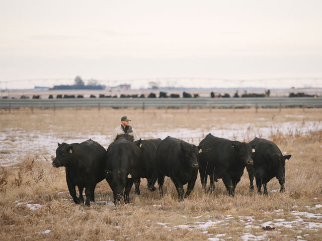 In multi-sire programs, a DNA test is needed to know which bull sired which calf. But the approach offers a number of benefits. (Photo courtesy Bruning Farms)