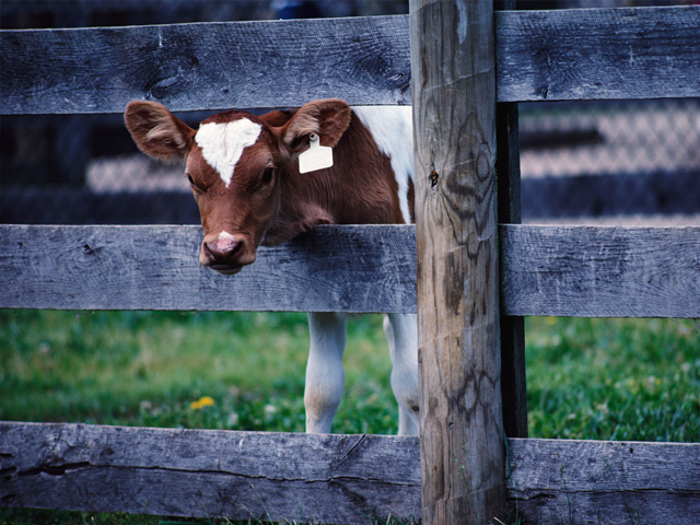 Warts tend to be cyclical in cow herds, and can spread animal to animal, but also from areas where cattle rub and scratch against. (PF stock image)