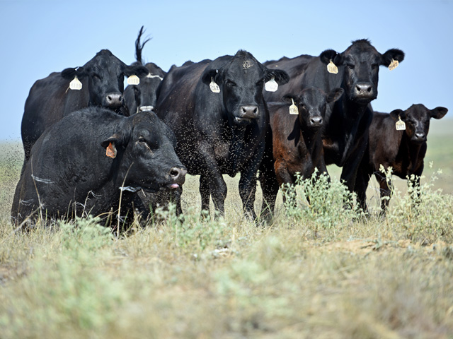 A cow herd may show no signs of anaplasmosis, but that doesn&#039;t mean they aren&#039;t carriers.(PF photo by Joel Reichenberger)