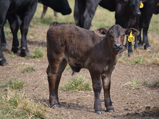 With the right start, even an orphan calf can stay up with the rest of the herd. (Progressive Farmer photo by Victoria G. Myers)