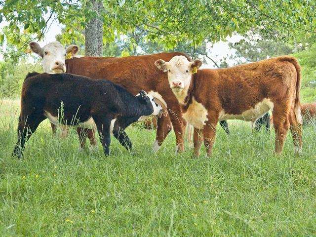 Kansas State University researchers have developed new screening tests for anaplasmosis and the emerging disease theileriosis. (DTN/Progressive Farmer file photo By Claire Vath)