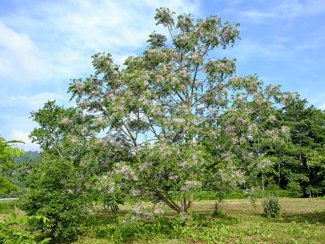 After storms downed trees are common in pastures, but some types, including the Chinaberry, may be toxic to livestock. (Getty Images)