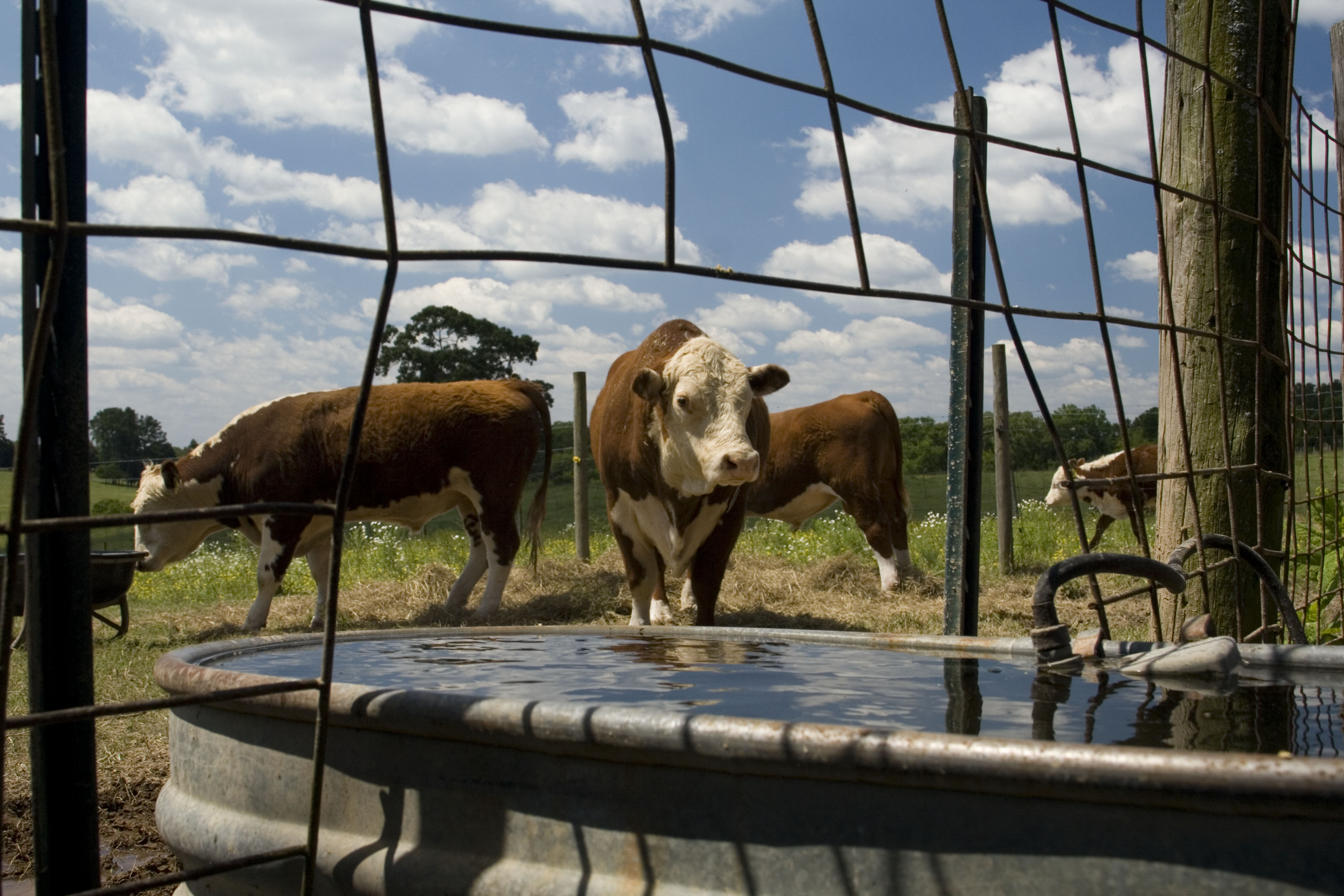 Allowing cattle access to farm ponds can be a negative for their health and water quality. (DTN&#092;Progressive Farmer photo by Claire Vath)