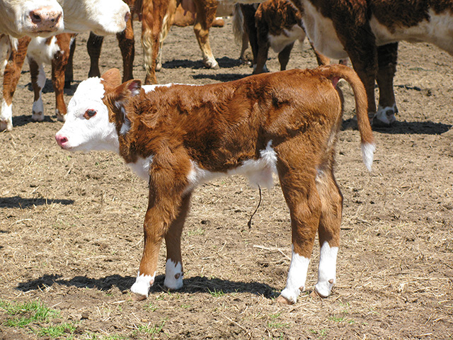 A newborn calf should drink about 5% of its body weight in colostrum within the first 4 hours of birth. (Progressive Farmer photo by Victoria G. Myers)