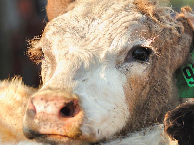 Now that external pressures have seemed to wane, the cattle market is back to its bull run as both feeder cattle and fat cattle prices are sharply higher. (DTN file photo by Jim Patrico)