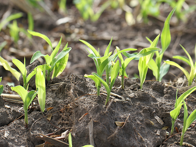 Farmers are bracing for a wave of volunteer corn sprouting in derecho-damaged fields this spring. Here are three steps to assess your fields&#039; risk of volunteers and create a game plan for controlling them. (DTN photo by Pamela Smith) 
